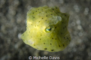 Juvy boxfish of some description, can't find him in the b... by Michelle Davis 